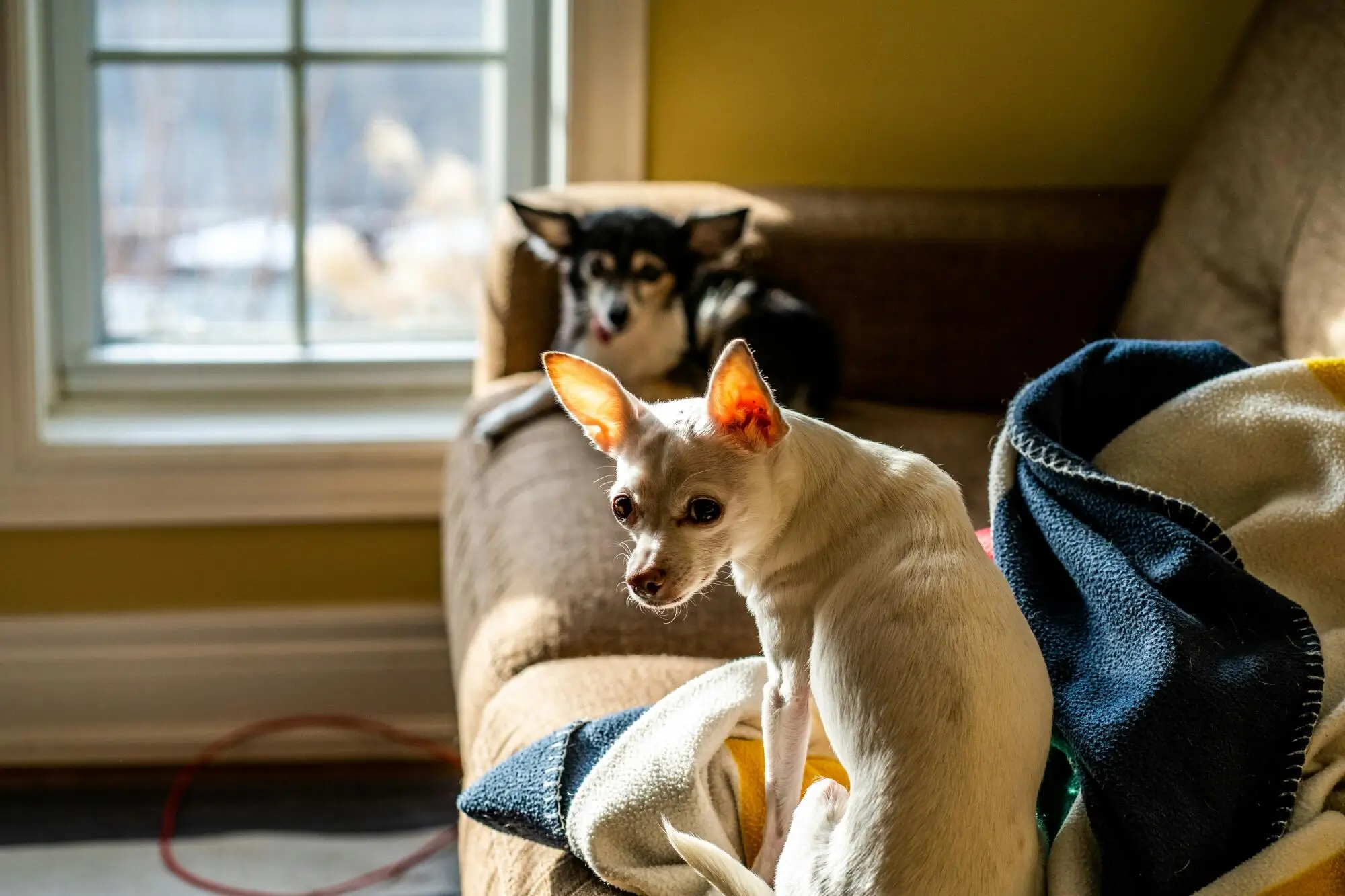 Pros and Cons of Allowing Pets in Your Lakeland Rental Property
