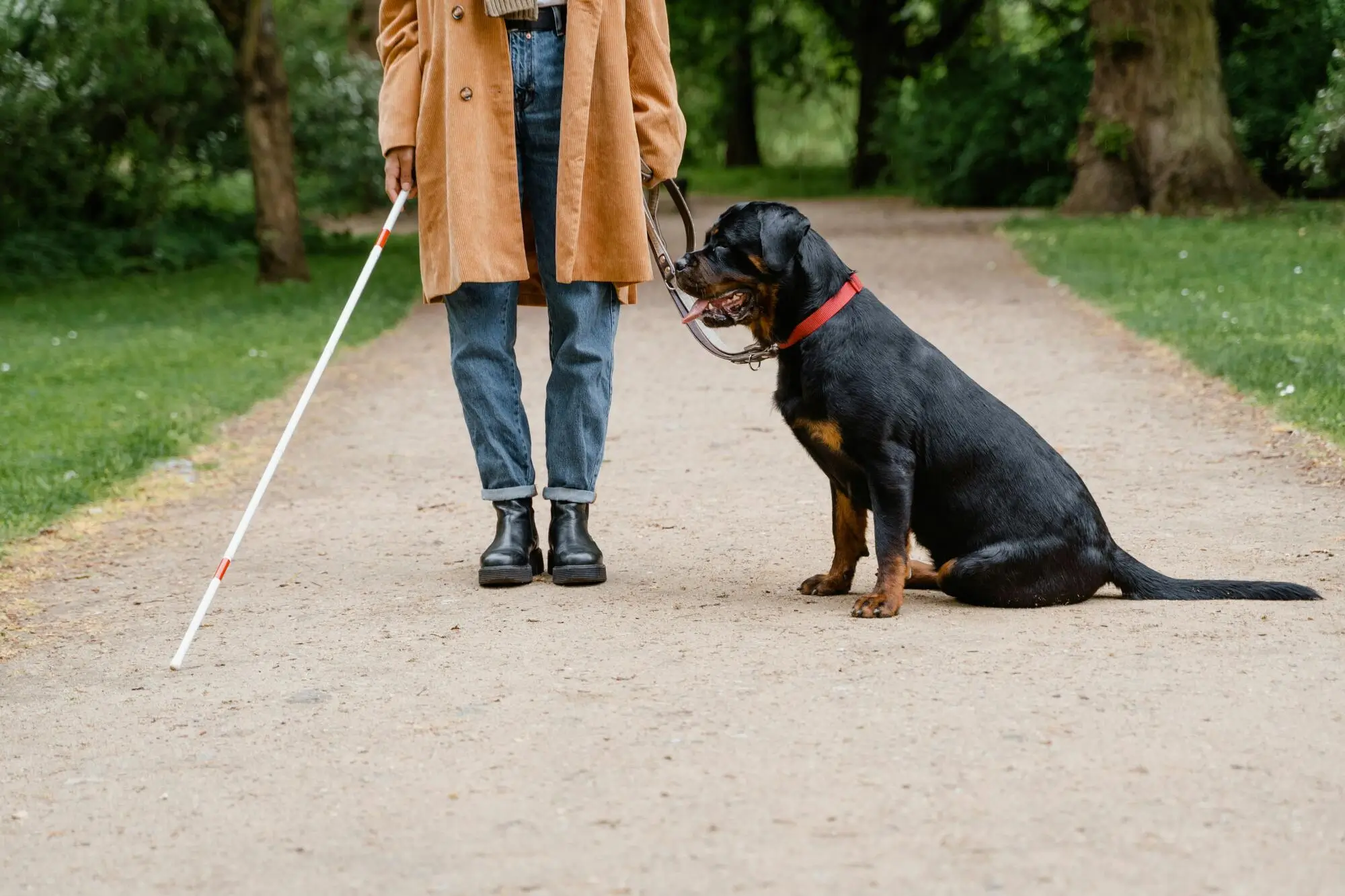 What is the Difference Between Service, Emotional Support Animals and Pets